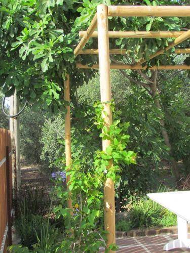 פרגולה עם צמחיה